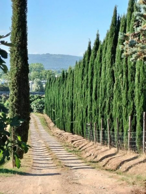 Camugnano farm Rapolano Terme